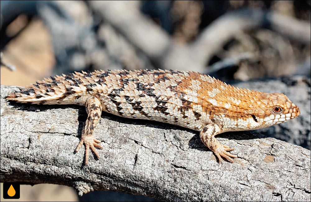 سقنقور خاردم کوتوله
