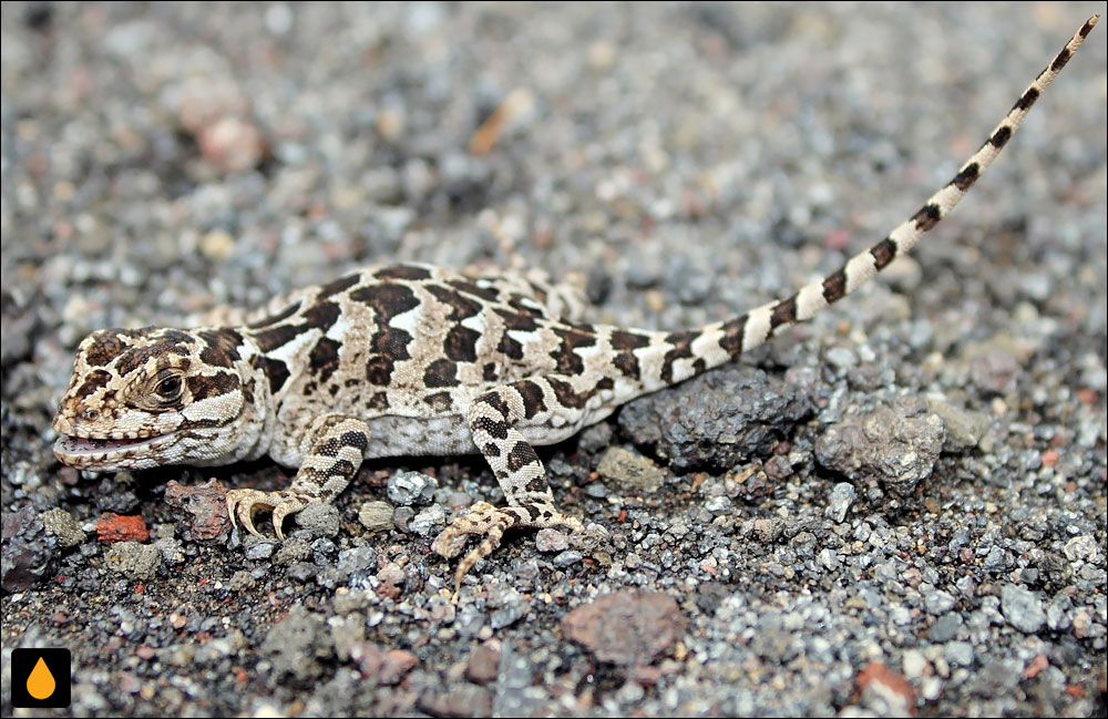 مارمولک پاتاگونیای شش‌نوار