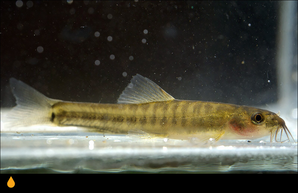 Nemacheilus chrysolaimos
