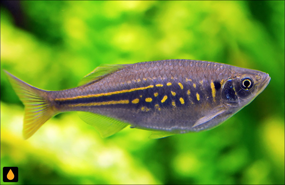 Devario annandalei