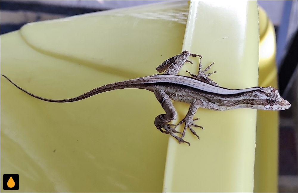 آنول لیر (آنول چنگ رومی)