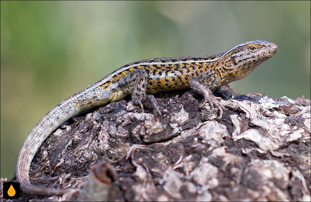 مارمولک هموارگلوی کائوتین