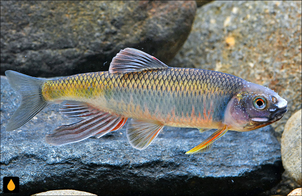 Zacco sinensis