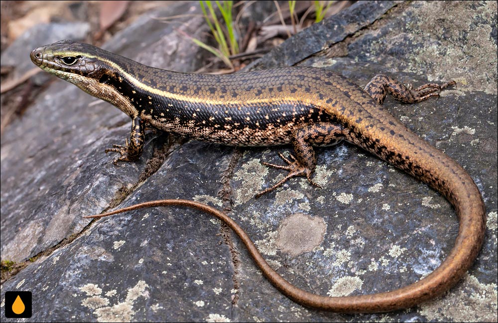 سقنقور آبی شرقی