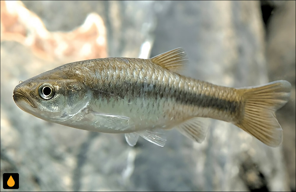 Aphyocypris kikuchii