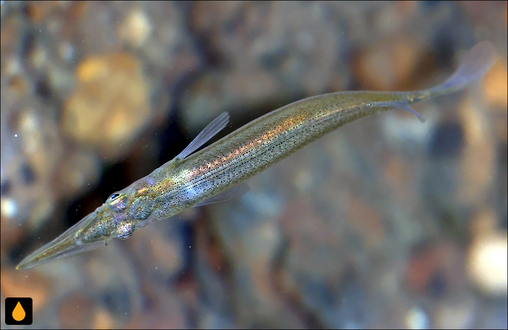Dermogenys orientalis