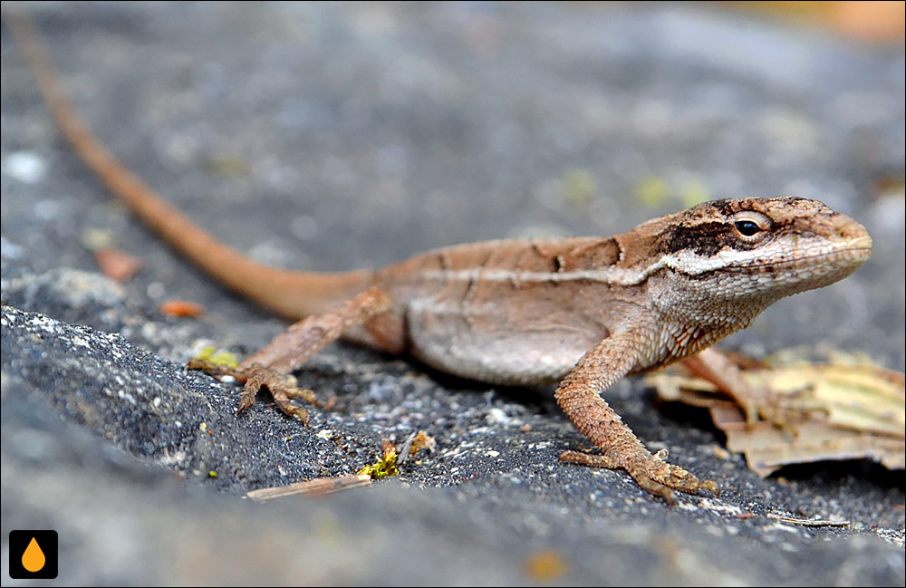 آنول آراستهی چیاپاس