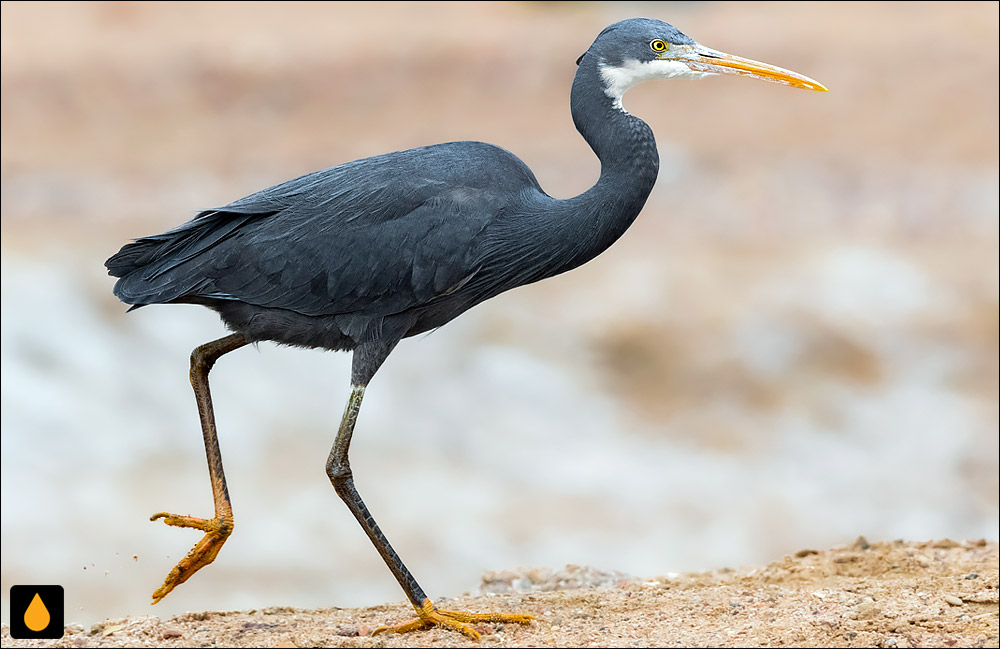 حواصیل آب‌سنگ غربی (قار ساحلی)