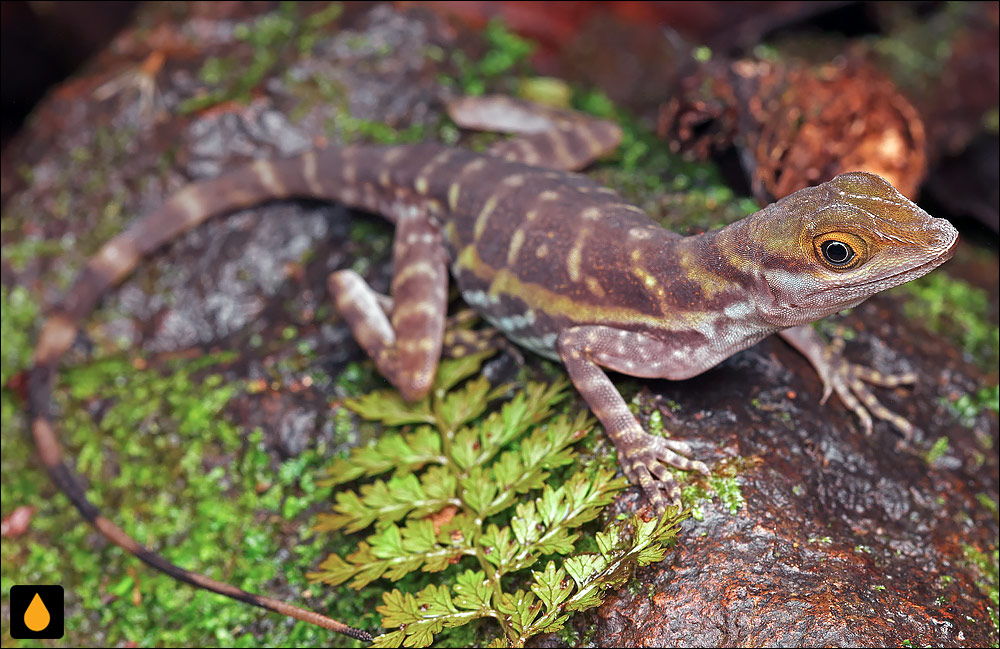 آنول آبی (آنول آبزی)