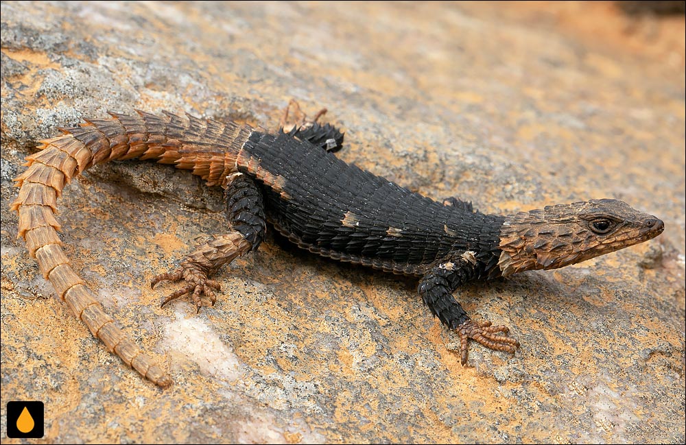 مارمولک کمربنددار لورنس