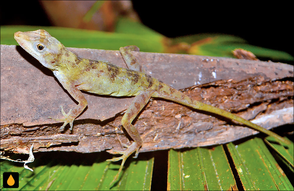 آنول سرانو (آنول آهواچاپان)