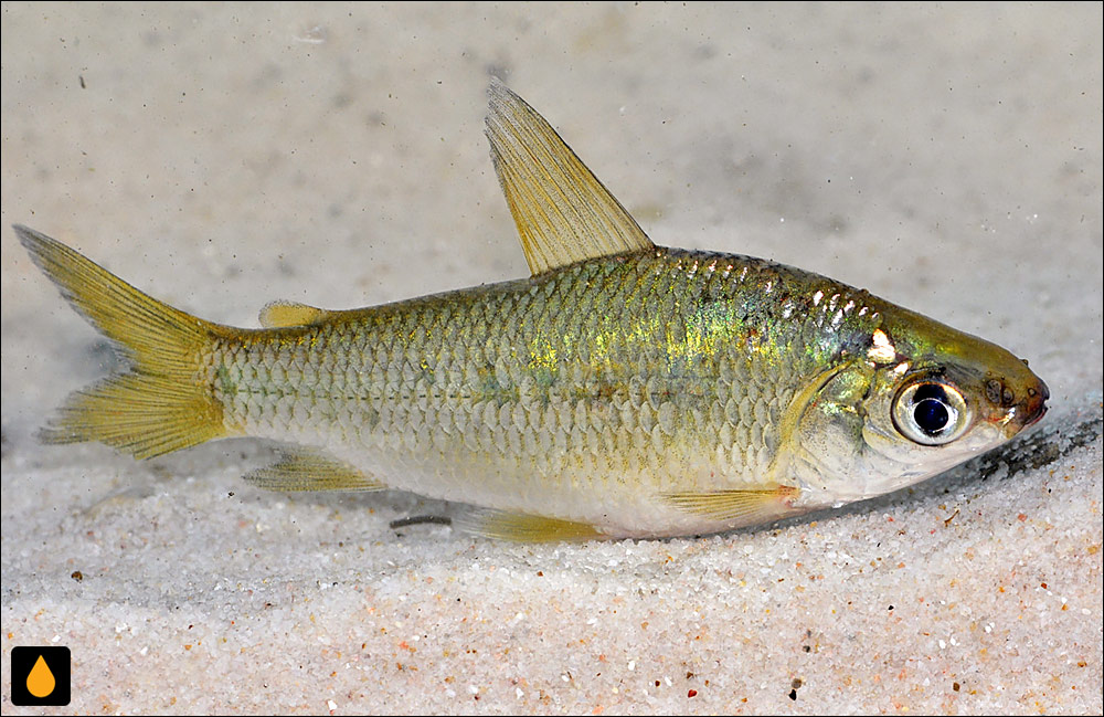 Cyphocharax magdalenae