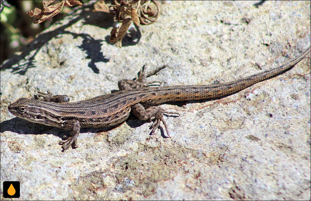 ایگوآنای درختی بیبرون (مارمولک هموارگلوی پورتو دسیادو)