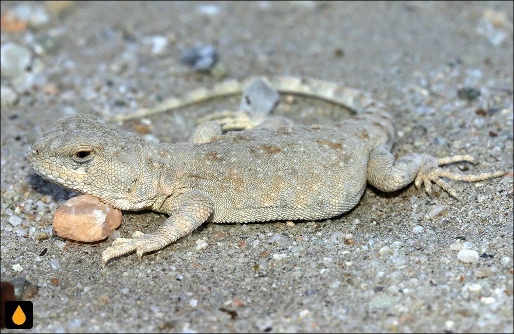 Liolaemus cinereus