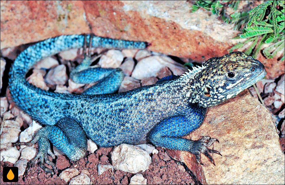 Agama somalica