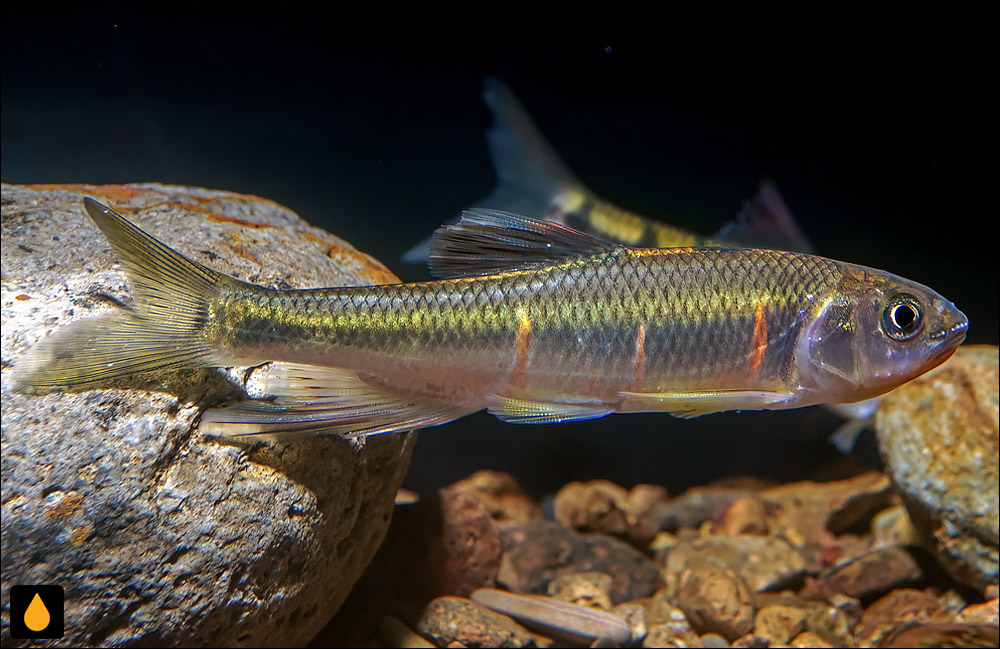 Zacco acanthogenys