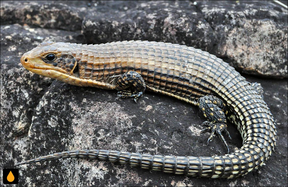 مارمولک پولک‌پوست سودان (مارمولک پولک‌پوست زبرپولک برودلی)