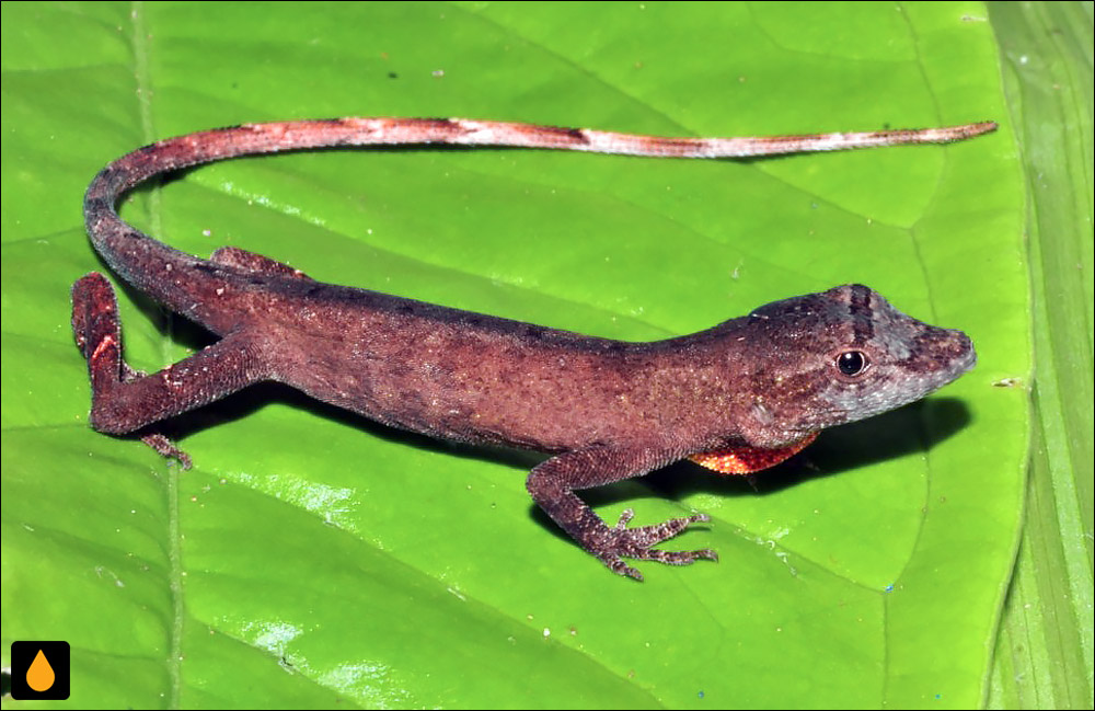 آنول آنتون (آنول سن آنتونیو)