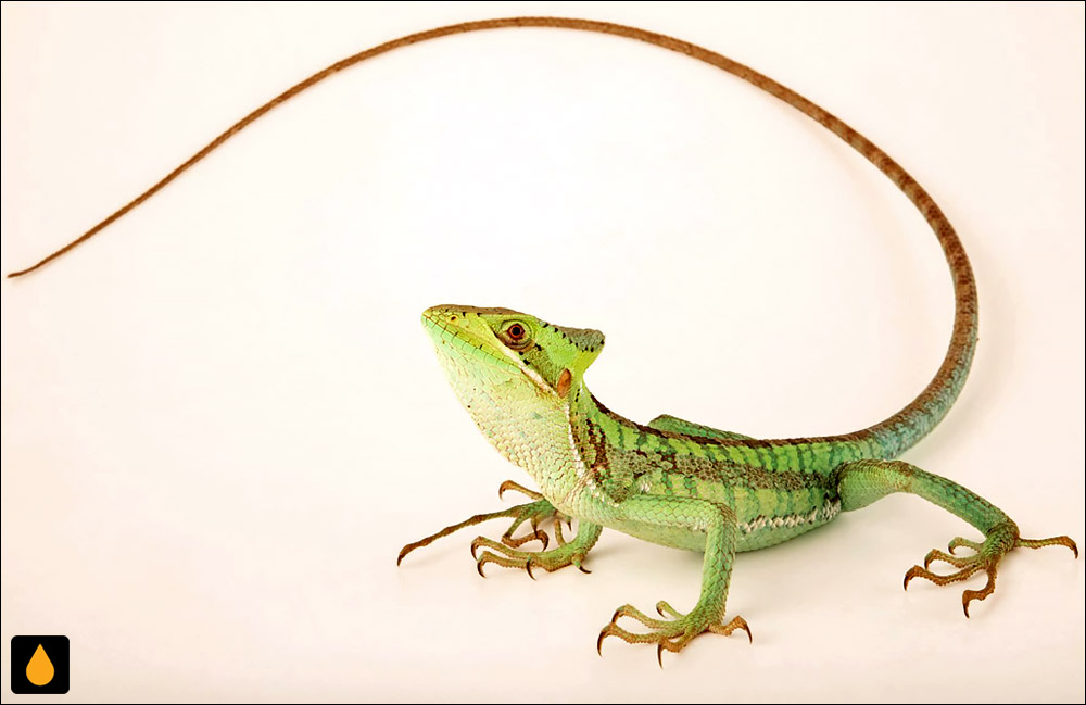 ایگوآنای کلاهدار خولیو