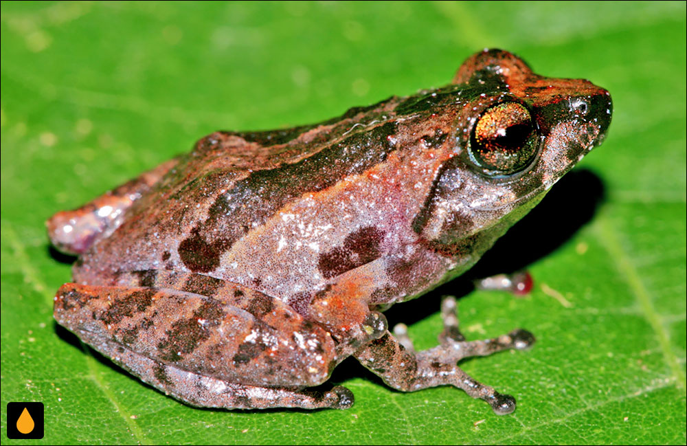 Raorchestes kadalarensis