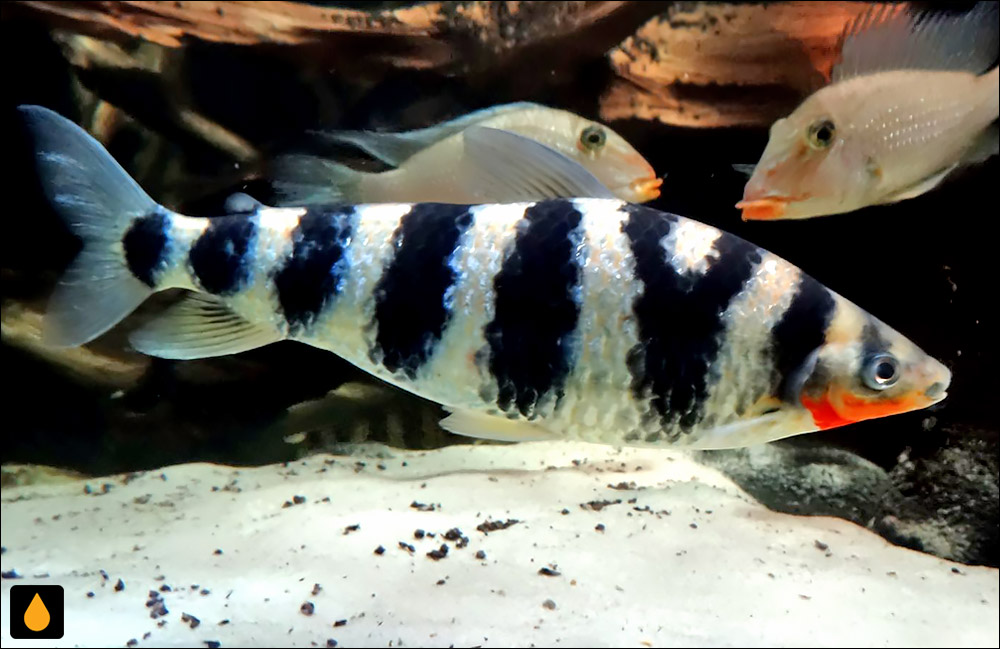 Leporinus yophorus