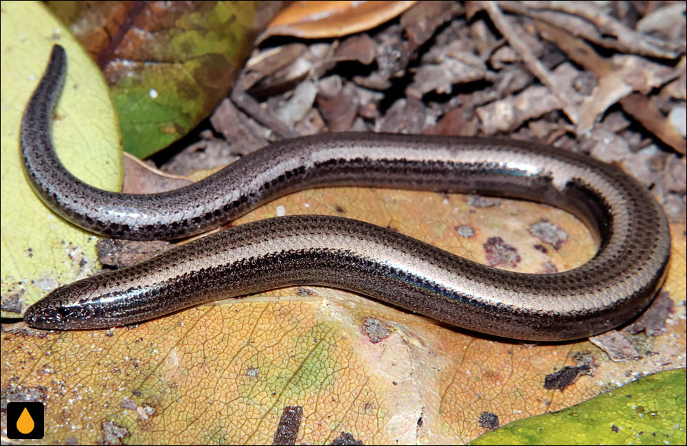 سقنقور دالانساز کوتولهی آلوگا