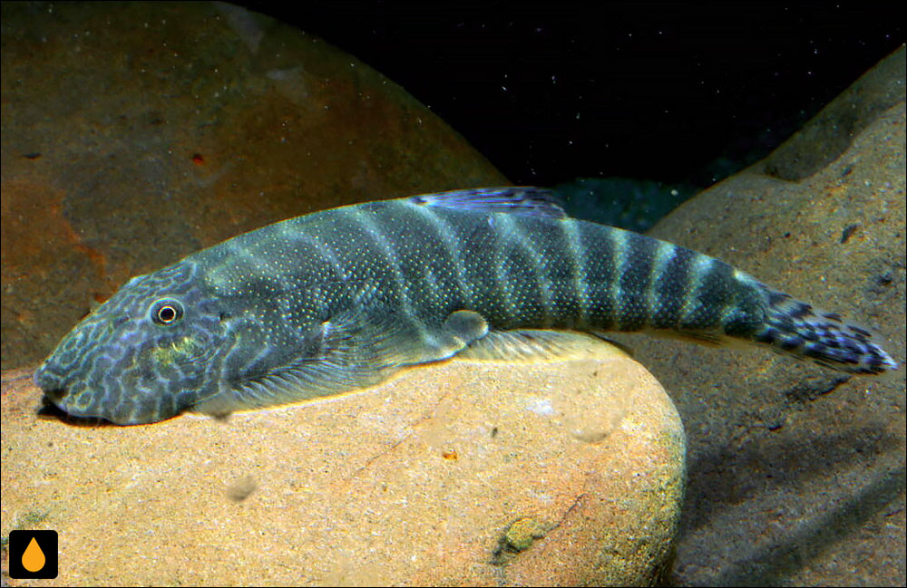 Gastromyzon extrorsus