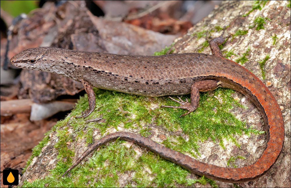 سقنقورسایهی رز