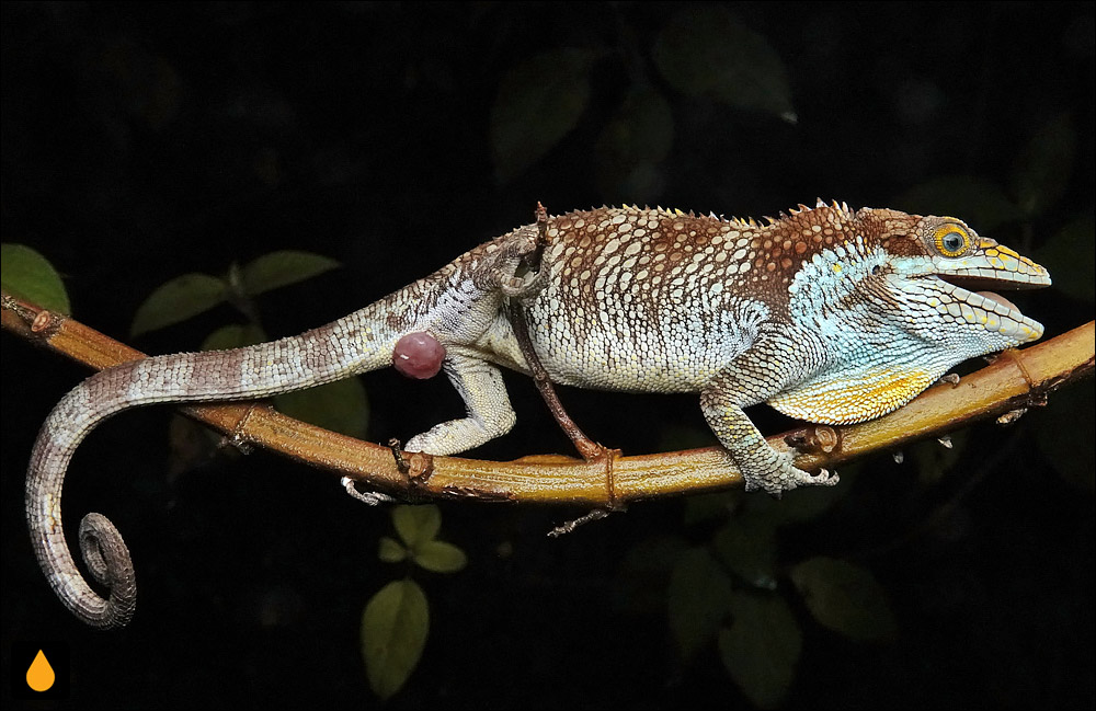 آنول آندی وانزولینی