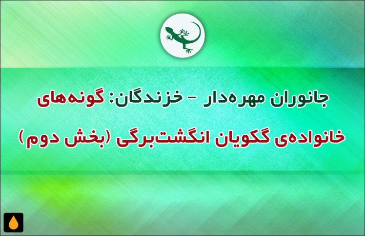 جانوران مهره‌دار - خزندگان: گونه‌های خانواده‌ی گکویان انگشت‌برگی (بخش دوم)