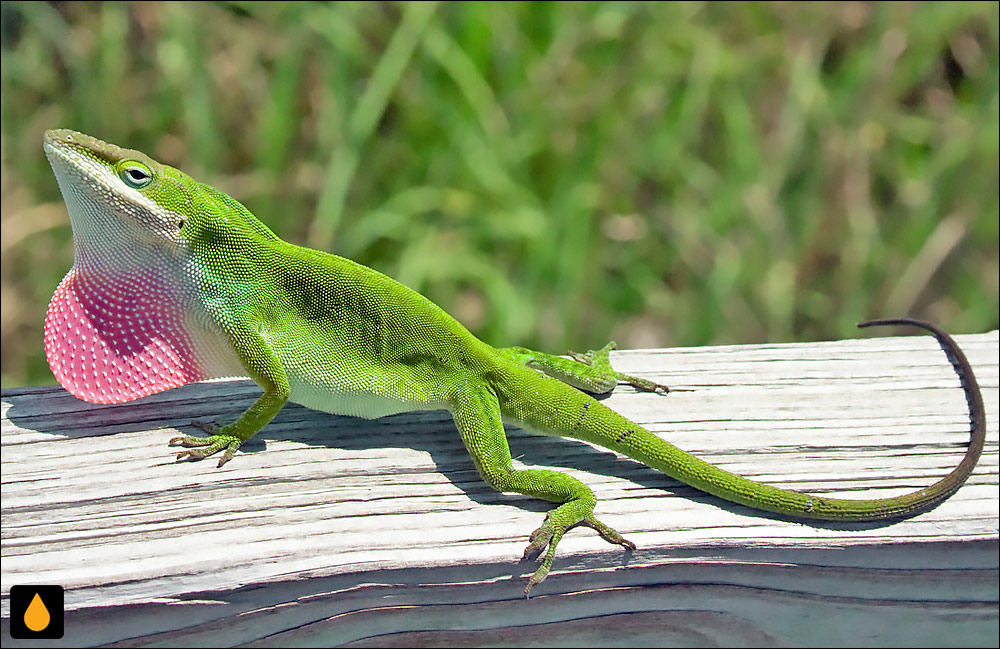 آنول سبز (آنول کارولینا)