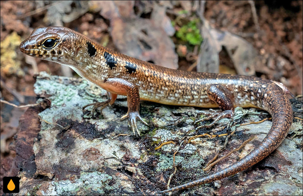 سقنقور جنگلی لک‌وپیسی