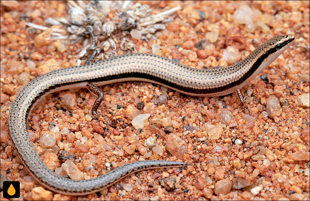 لغزنده‌ی سه‌انگشت دارنشان‌نوک‌تیز