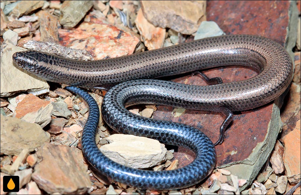 سقنقور دالانساز کوتولهی دماغه (سقنقور دالانساز پیتر)