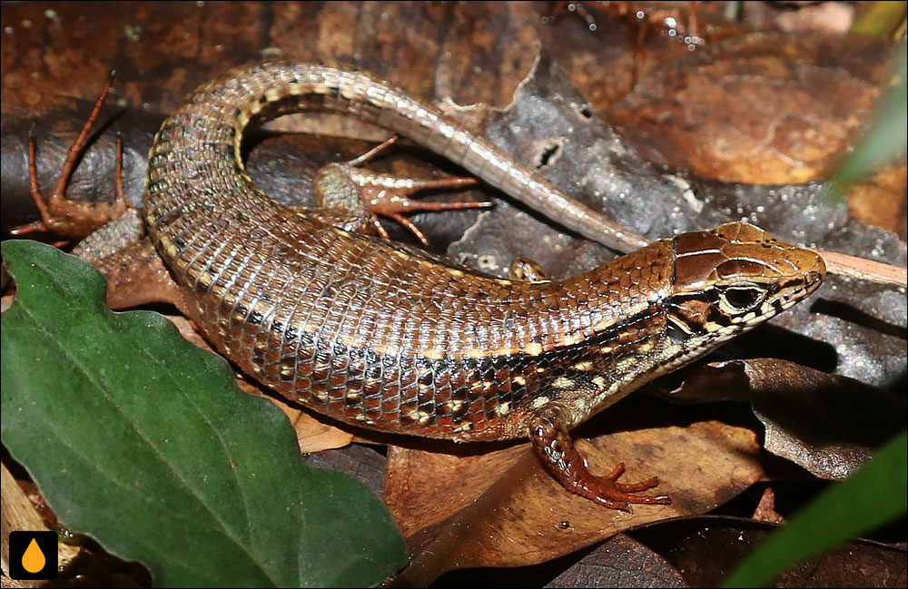 مارمولک کمربنددار پاسرخ