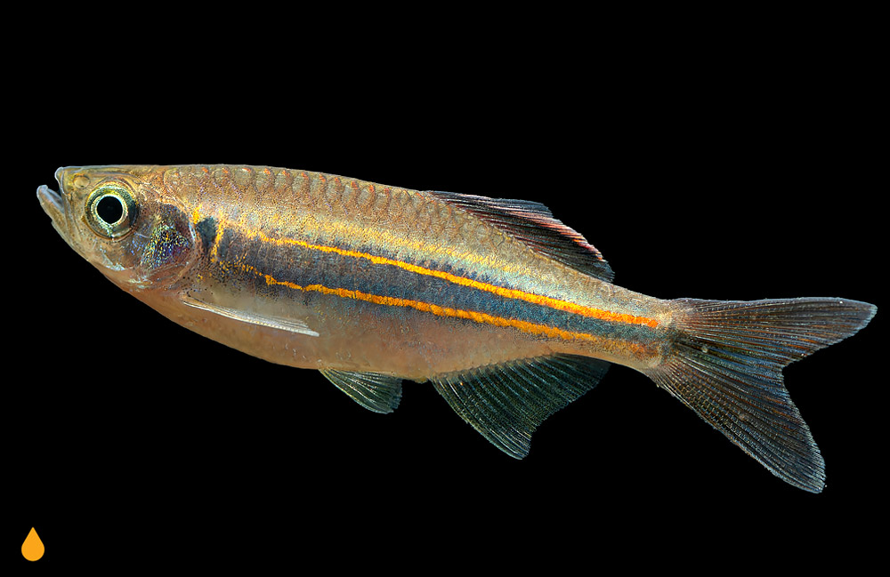 Devario affinis