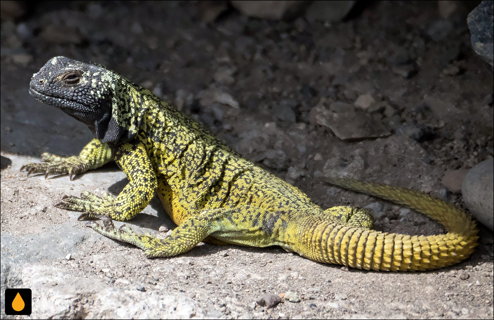 مارمولک صخرهای لوبو