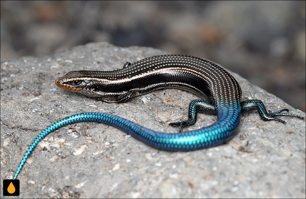 سقنقور گران کاناریا