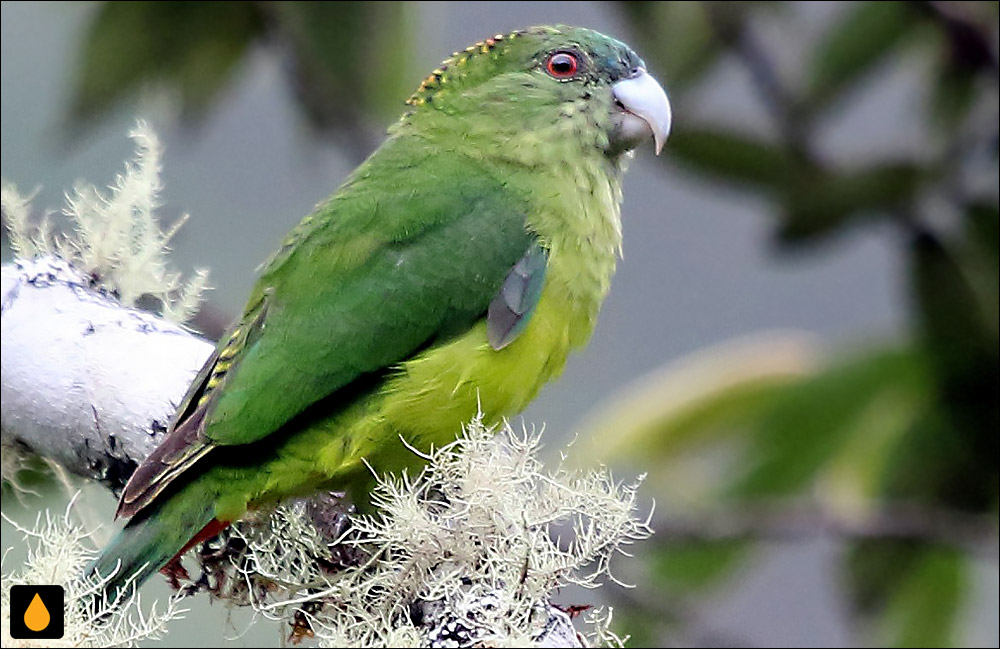 طوطی ببری مادراس