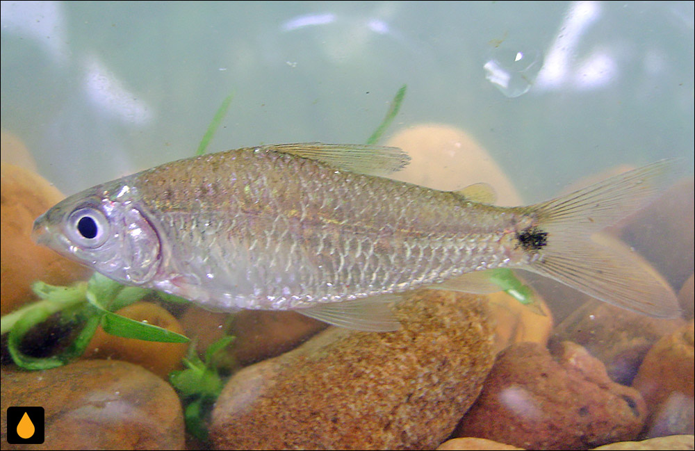 Cyphocharax spilurus
