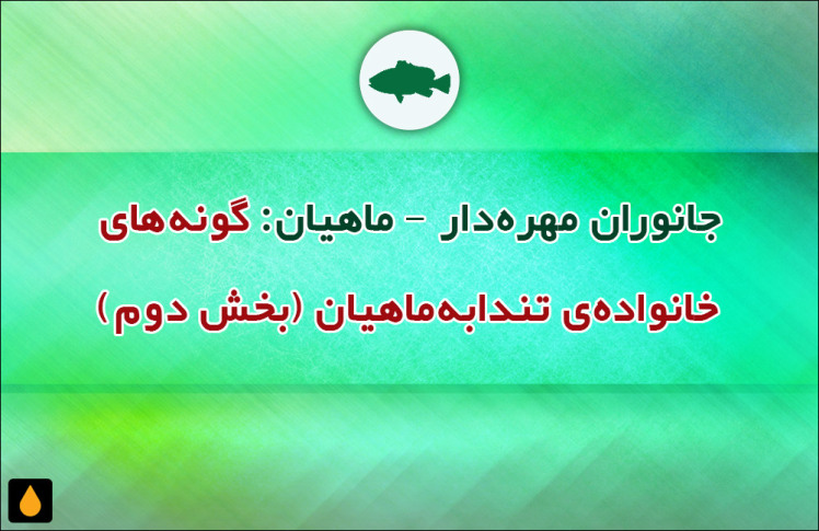 جانوران مهره‌دار - ماهیان: گونه‌های خانواده‌ی تندابه‌ماهیان (بخش دوم)