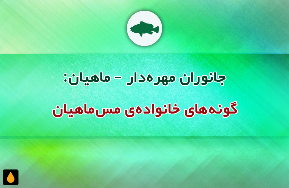 جانوران مهره‌دار - ماهیان: گونه‌های خانواده‌ی مس‌ماهیان