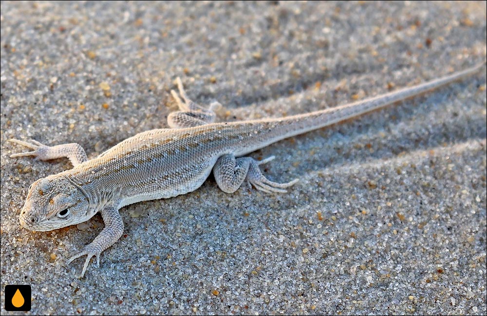 ایگوآنای درختی اسکول