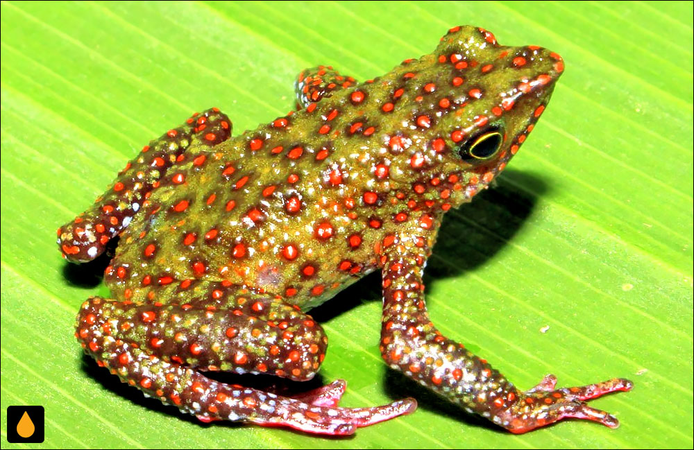 Atelopus moropukaqumir