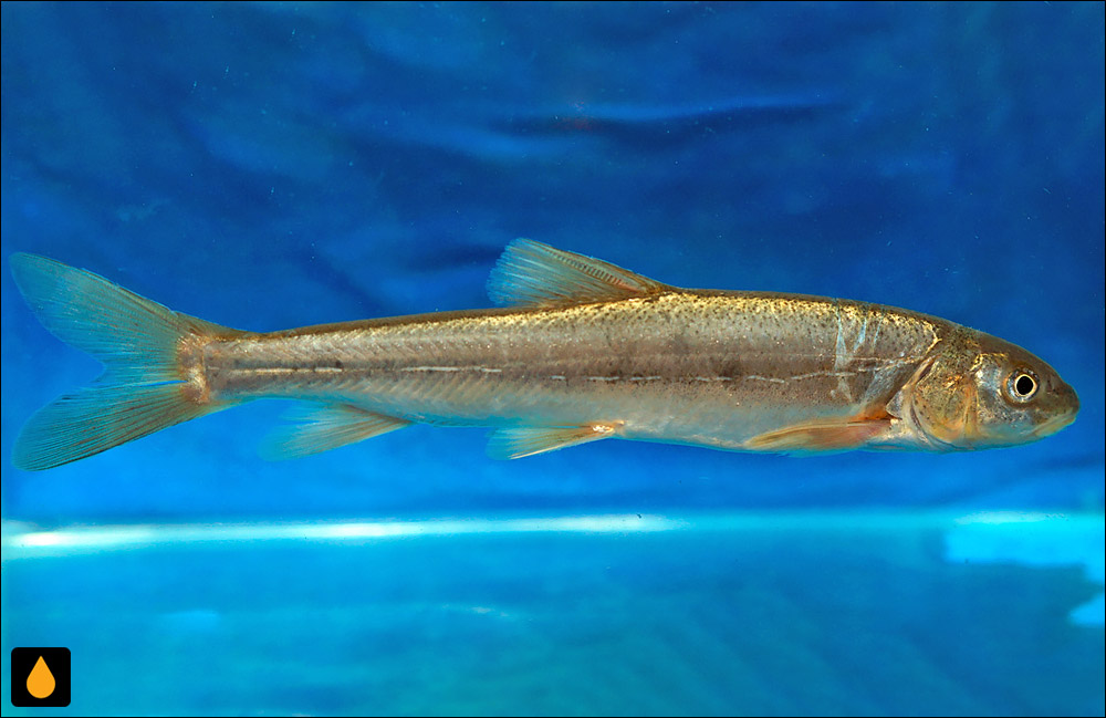 Schizopygopsis anteroventris