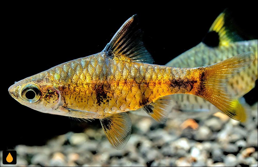 Pethia canius