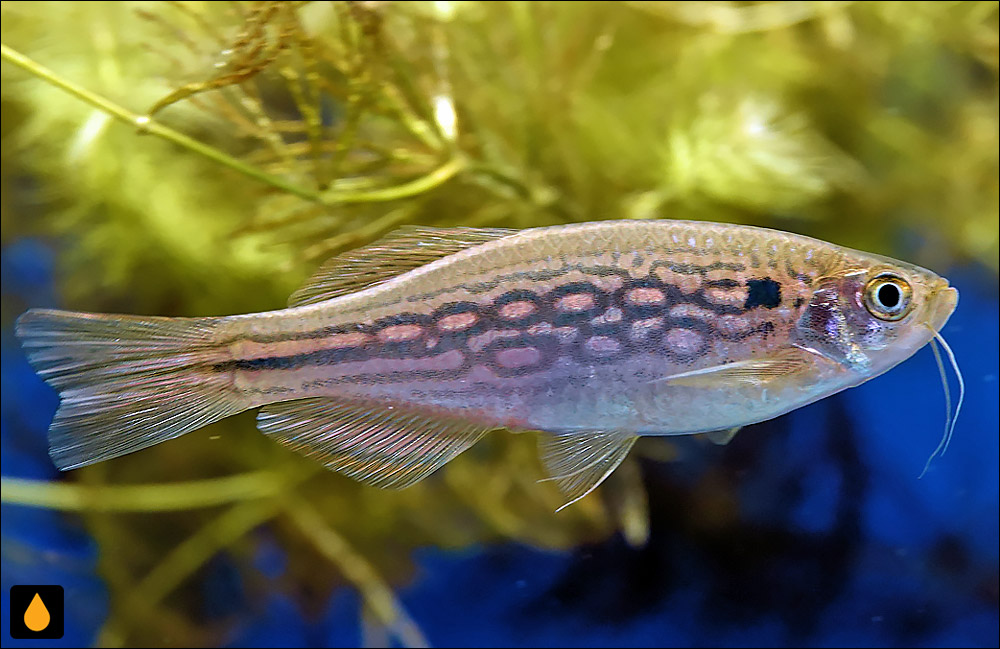 Danio sysphigmatus