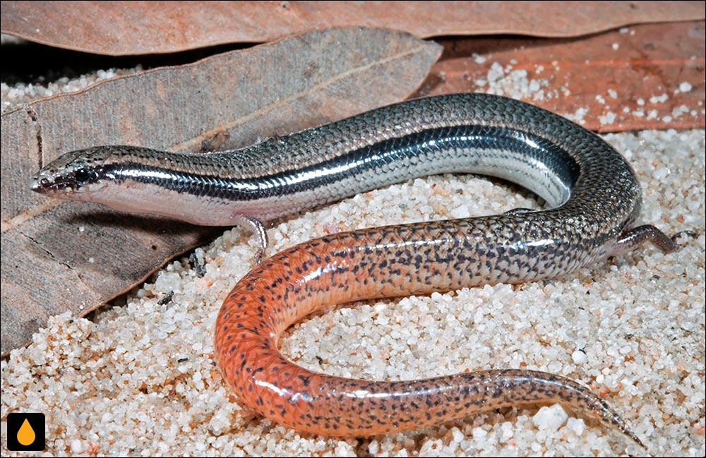 لغزنده‌ی دم‌نارنجی شمال شرقی