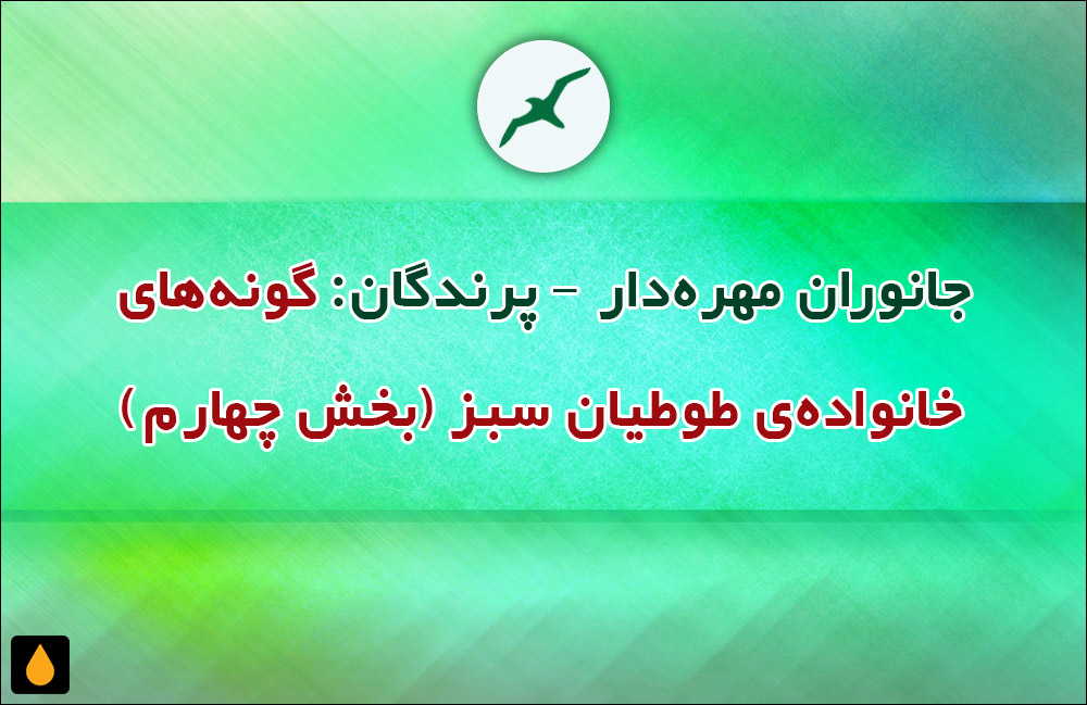 جانوران مهره‌دار - پرندگان: گونه‌های خانواده‌ی طوطیان سبز (بخش چهارم)