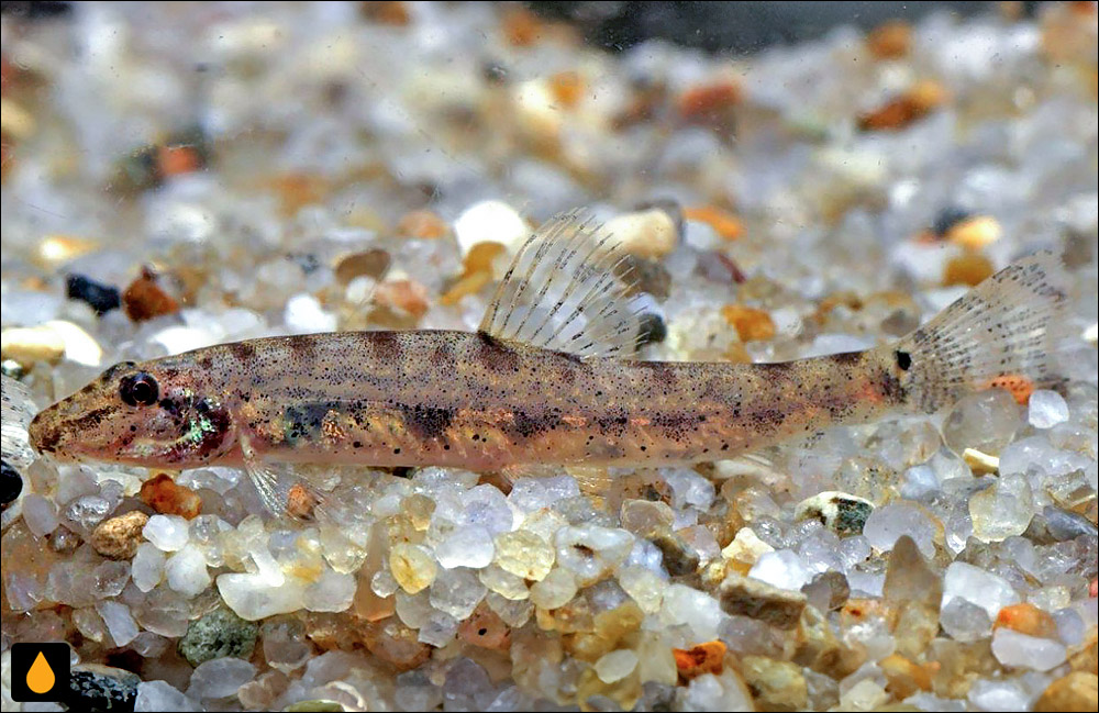 Kottelatlimia hipporhynchos